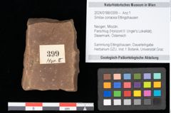 Foto (Objekt + Etikett) von Smilax sagittifera Heer emend. Hantke (NHMW-GEO-2024-0188-0399)